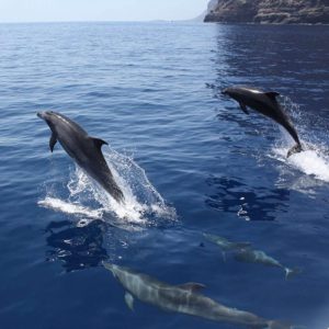 Hajókirándulás és delfinles katamaránnal- Gran Canaria