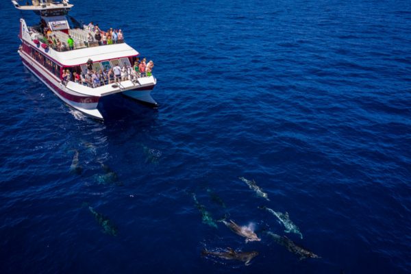 Hajókirándulás-bálnales-üvegfenekű-hajóval-Tenerife