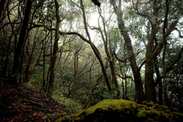 La-Gomera-szigettúra-magyar-nyelven