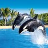 loro-park-tenerife-belépő-jegy