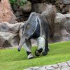 loro-park-tenerife-belépő-jegy