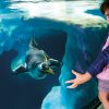 loro-park-tenerife-belépő-jegy