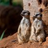 loro-park-tenerife-belépő-jegy