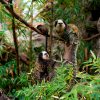 loro-park-tenerife-belépő-jegy