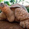 loro-park-tenerife-belépő-jegy