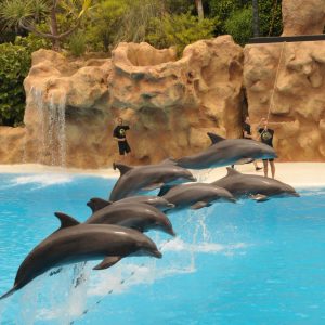 Loro Parque, a világ legjobb állat- és növényparkja  – Gran Canariáról