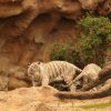 loro-park-tenerife-belépő-jegy