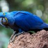 loro-park-tenerife-belépő-jegy