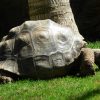 loro-park-tenerife-belépő-jegy