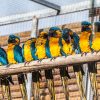 loro-park-tenerife-belépő-jegy