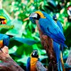 loro-park-tenerife-belépő-jegy