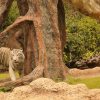 loro-park-tenerife-belépő-jegy