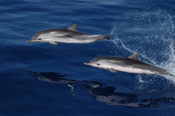 Balna-es-delfinles-katamarannal-Gran-Canaria