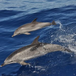 Hajókirándulás és delfinles katamaránnal- Gran Canaria