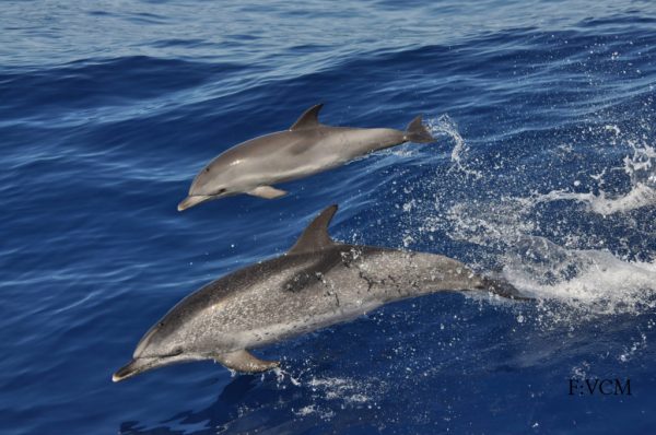 Balna-es-delfinles-katamarannal-Gran-Canaria