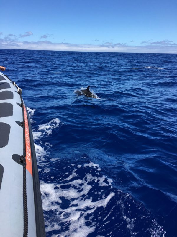 Delfin-balnales-Madeira-110