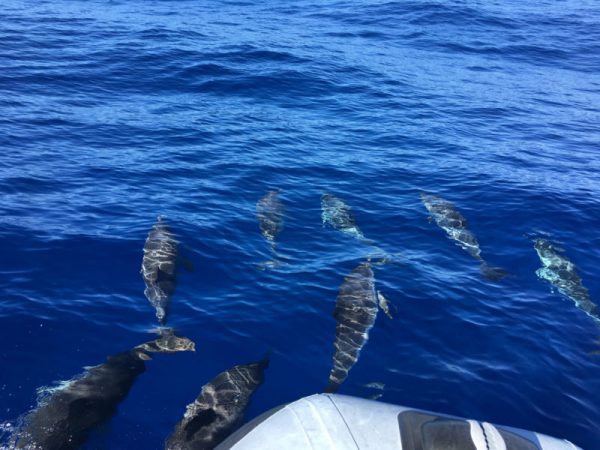 Delfin-balnales-Madeira-112