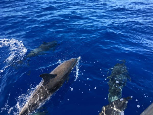 Delfin-balnales-Madeira-113