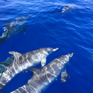 Delfin és bálnales gyorshajóval, delfinekkel való úszás lehetőségével / 2.5 órás