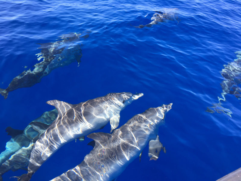 Delfin-balnales-Madeira-114