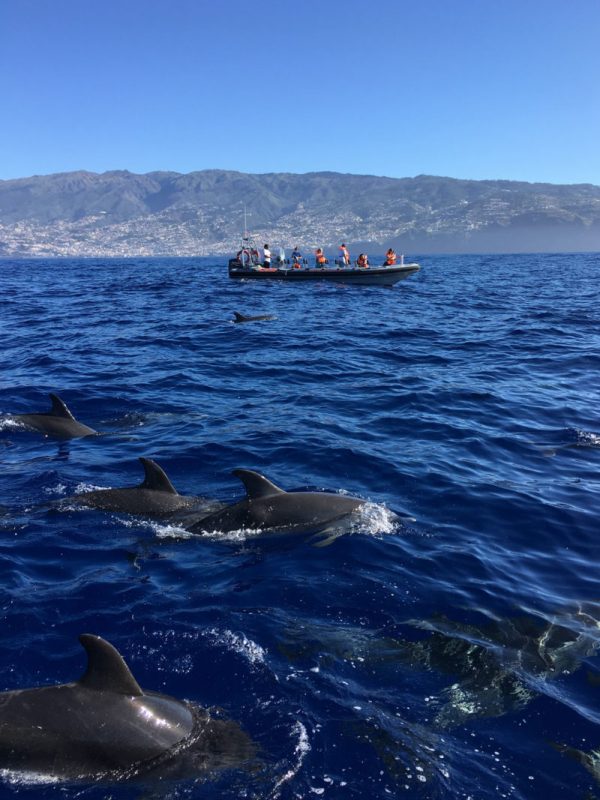 Delfin-balnales-Madeira-116