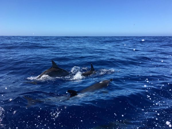 Delfin-balnales-Madeira-117