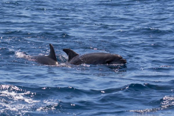 Delfin-balnales-Madeira-119