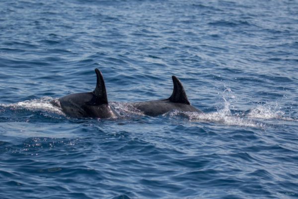 Delfin-balnales-Madeira-121