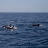 Delfin-balnales-Madeira-122