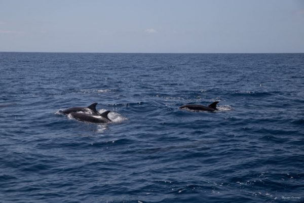 Delfin-balnales-Madeira-122