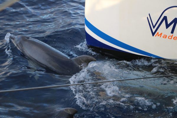 Delfin-balnales-katamarannal-3-oras-33