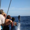 Delfin-balnales-katamarannal-3-oras-55