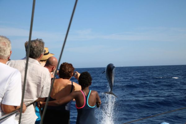 Delfin-balnales-katamarannal-3-oras-55