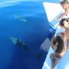 Delfin-balnales-katamarannal-3-oras-57