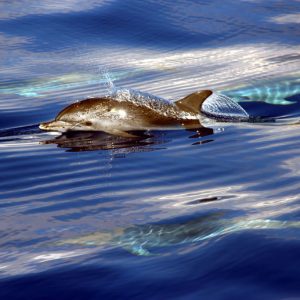 Delfin és bálnales katamaránnal CSALÁDI CSOMAG / 3 órás