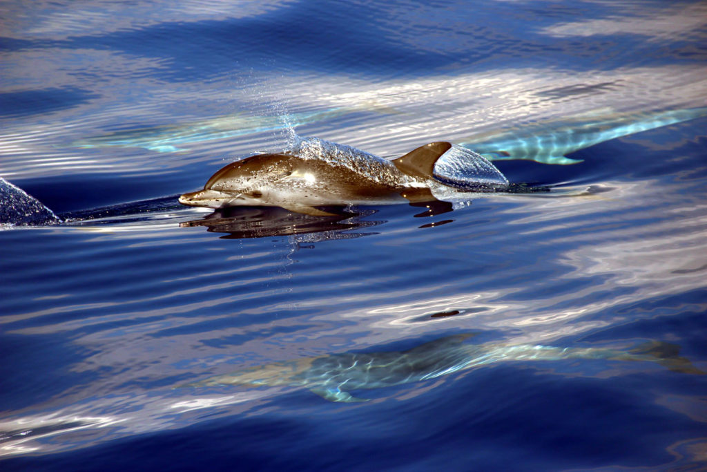 Delfin-balnales-katamarannal-3-oras-60