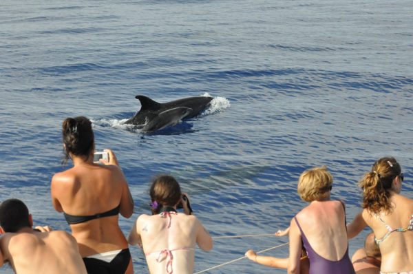 Delfin-balnales-katamarannal-3-oras-62
