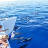 Delfin-balnales-katamarannal-3-oras-63