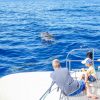 Delfin-balnales-katamarannal-3-oras-64