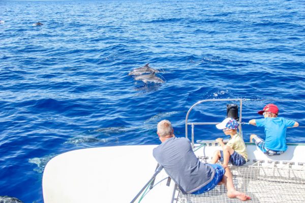 Delfin-balnales-katamarannal-3-oras-64