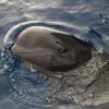 Delfin-balnales-katamarannal-3-oras-65