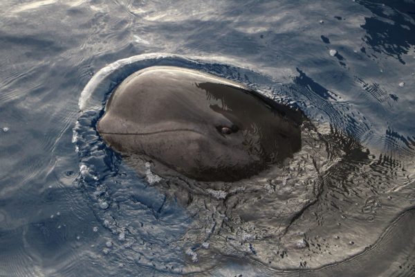 Delfin-balnales-katamarannal-3-oras-65