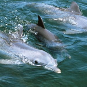 Delfinles és piac Puerto de Moganban