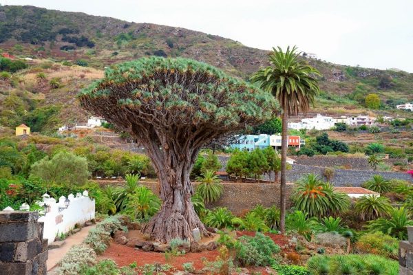 Tenerife-Teide-Kirandulas-sziget-korut-magyar-nyelven-1