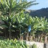 Jeep-tura-Madeira-nyugati-reszere-8-oras-4