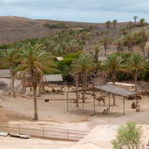 Oasis Park – Fuerteventura