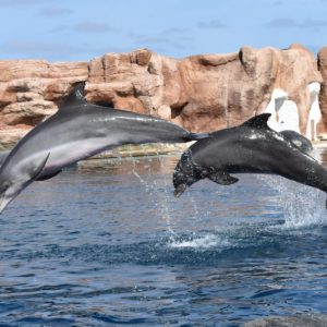 Rancho Texas Park – Ismerkedés delfinekkel, fókákkal