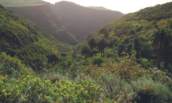 Gran-Canaria-látnivalók-Fél-napos-kirándulás-Telde-őslakosok-barlangépületei-olívafarm