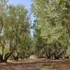 Gran-Canaria-látnivalók-Fél-napos-kirándulás-Telde-őslakosok-barlangépületei-olívafarm