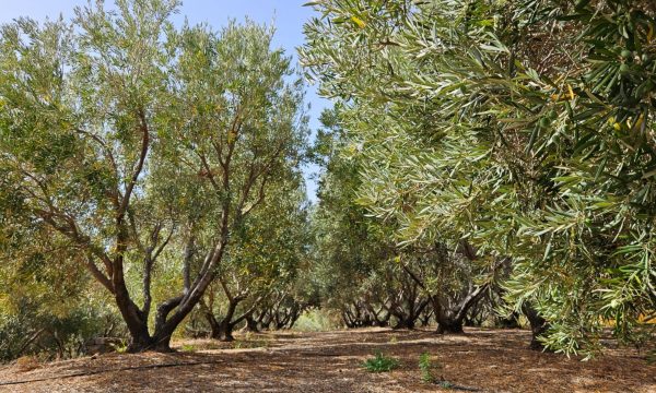 Gran-Canaria-látnivalók-Fél-napos-kirándulás-Telde-őslakosok-barlangépületei-olívafarm